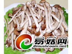 收大量茶树菇图1