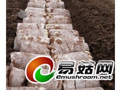 收杏包菇废包图1