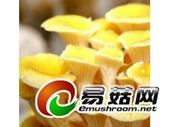长期大量收购榆黄蘑干品图1