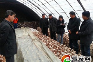 甘肅省經(jīng)作站調(diào)研秦州區(qū)食用菌產(chǎn)業(yè)建設(shè)情況 ()
