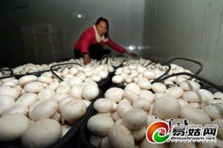 臨城小山村：食用菌飛進(jìn)京滬市場(chǎng) ()