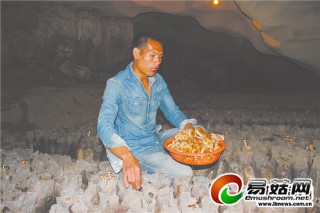 不占田地成本低 山洞種菇效益高 ()