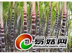 甘蔗渣图1