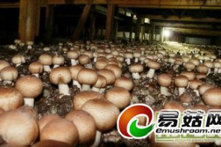 洋中鎮(zhèn)研發(fā)“抗癌之王”富硒姬松茸 ()