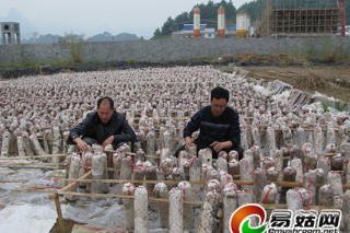 廣西：環(huán)江積極開(kāi)展食用菌生產(chǎn)試驗(yàn)示范工作 ()