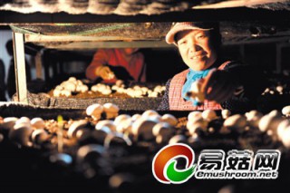 閩寧現(xiàn)代食用菌產(chǎn)業(yè)科技示范園秀珍菇進入采收期 ()