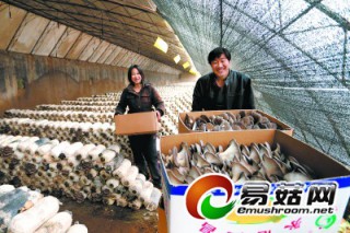 北京：密云西山村溫室蘑菇冬季上市 總產(chǎn)達40余萬公斤 ()