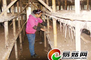小蘑菇圓了山村“小康夢” ()