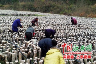 江西：安福縣木耳采摘助農(nóng)民增收 ()