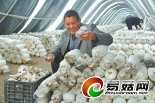 食用菌種植效益高 ()