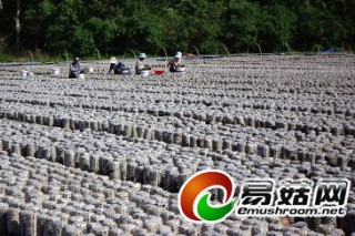 吉林：汪清新農(nóng)黒木耳專業(yè)合作社紅紅火火發(fā)展食用菌產(chǎn)業(yè) ()