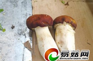 這仨菇 穿名貴“馬甲”走親民路線 ()