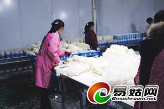 山東齊河小蘑菇撐起農(nóng)業(yè)大產(chǎn)業(yè) ()