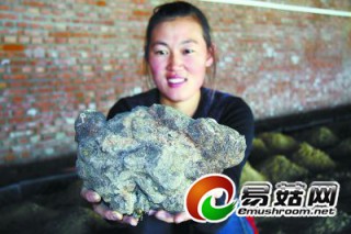 南國茯苓北京變藥為菜 ()