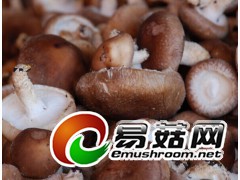 求购鲜香菇大中小都要每天3000斤图1