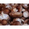 求购鲜香菇大中小都要每天3000斤