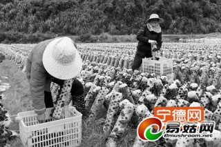 福鼎黑木耳采摘上市 預計產(chǎn)值可達1200多萬元 ()