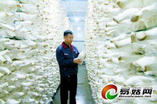 范海:退伍軍人種杏鮑菇做出大文章 ()