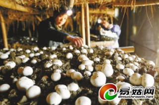 秸稈上種蘑菇？ 安徽“拿大頭”提高綜合利用率 ()