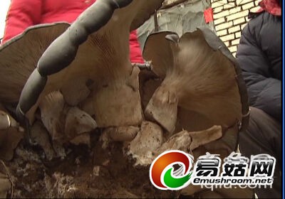 巨型蘑菇3