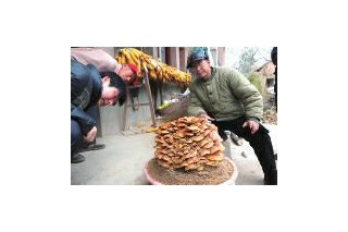 山上采回巨型蘑菇 專家提醒謹慎食用 ()