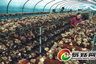 食用菌產(chǎn)業(yè)富民 東觀處處聞菇香 ()