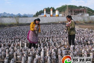 廣西：推行食用菌菌包集中供應生產(chǎn)模式 ()
