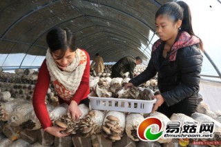 民權縣龍東村大力發(fā)展食用菌溫室大棚種植 ()