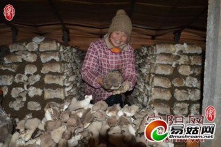 滑縣王莊鎮(zhèn)大力發(fā)展高效農(nóng)業(yè)示范園區(qū) ()