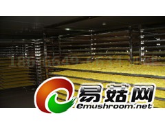 江西皇菊烘干机, 婺源皇菊烘干设备图2