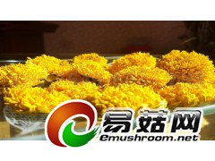 江西皇菊烘干机, 婺源皇菊烘干设备图3