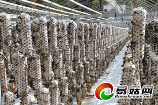 龍泉市黑木耳特色園被列入產(chǎn)業(yè)發(fā)展試點(diǎn)項(xiàng)目 ()