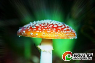 伊麗莎白女王御花園驚現(xiàn)神奇蘑菇 能令人致幻 ()