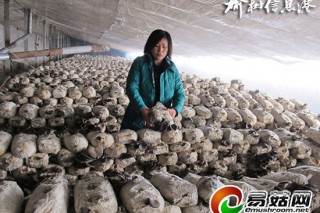 榆樹市八號(hào)鎮(zhèn)北溝村食用菌棚膜企業(yè)探索新型栽種模式 ()