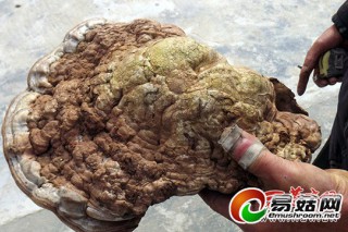 漢中發(fā)現(xiàn)2公斤野生靈芝 外形像孔雀開屏有藥用價(jià)值 ()