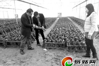 食用菌產(chǎn)業(yè)向工廠化升級(jí) ()