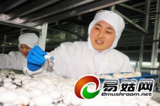 “工廠化”生產(chǎn)食用菌效益真可觀 ()