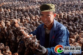 天津薊縣出頭嶺鎮(zhèn)食用菌創(chuàng)收超億元 ()