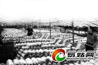 重慶：鹽焗菇出口“吸金”50萬 ()