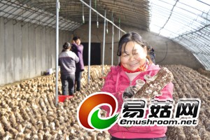 图为工作人员正在采摘香菇