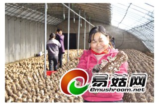 前景廣闊的香菇種植 ()