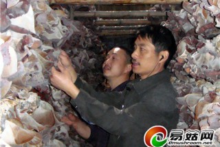 四川張文平：帶領(lǐng)耳農(nóng)致富的“科普明燈” ()