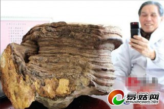 瀏陽發(fā)現(xiàn)11斤重"靈芝" 生長(zhǎng)時(shí)間約60年 ()
