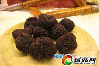 中國(guó)松露之鄉(xiāng)攀枝花，松露為何從云南批發(fā)？ ()