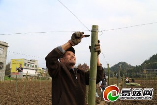 巫溪：80畝冬閑水田種上羊肚菌 ()