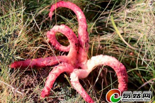 英國(guó)鄉(xiāng)村驚現(xiàn)奇葩菌菇 長(zhǎng)有紅色觸須極似章魚(yú) ()
