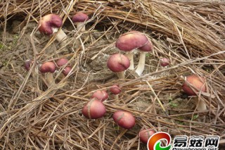 開(kāi)化：食用菌產(chǎn)業(yè)連添新丁 總產(chǎn)值突破5億元 ()