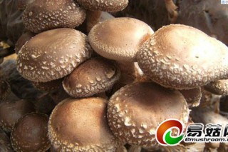 食品土畜進(jìn)出口商會(huì)食用菌分會(huì)助力我國(guó)對(duì)日香菇貿(mào)易回歸正常秩序 ()