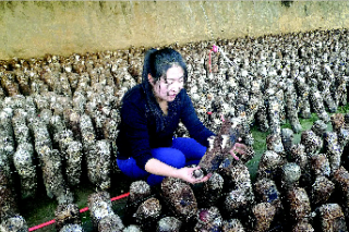 香菇撐起“致富傘” ()
