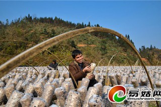 天柱：芹田苗寨3萬(wàn)棒黑木耳破苞蹭長(zhǎng)暖人心 ()